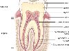 Строение зуба. Коронка зуба – упрощенно это его верхняя часть.
