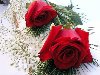 Обои для рабочего стола цветы розы
