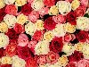 Разноцветные розы Обои для рабочего стола, роза всех цветов …