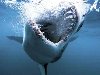 Гигантская белая акула