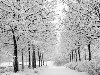 Скачать бесплатно фотографию в жанре кусты, зима
