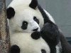 Безумовно, великі панди – найпопулярніші дикі тварини 2008 року в Китаї. ...