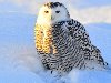 13 животных Арктики. Полярные совы – это единственные птицы, которые живут ...