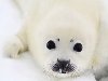 Животные Арктики. Гренландский тюлень. Гренландский тюлень, или лысун (лат.