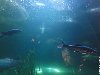 Underwater world Pattaya0013 300x225 Океанариум в Паттайе или Подводный мир ...