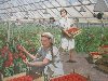 Сбор урожая помидоров. Тамара Егорова (1980)