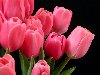 Розовые тюльпаны - Цветы - Обои для рабочего стола - Загрузка изображения