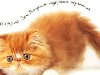 Веселые открытки на День Рождения с котами. Котэ поздравляет.