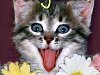 С ДНЕМ РОЖДЕНИЯ!!!!!!!!! день рождения котенок с языком (300x452, 37Kb)