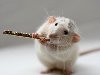 Для лабораторных экспериментов не подходят белые мыши