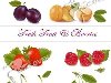 Нарисованные фрукты и ягоды вектор. Fresh fruit and berries