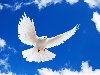 Скачать обои для рабочего стола «Белый голубь в небе» в нужном разрешении: