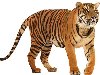 ... Бенгальский, Индокитайский тигр. Этих животных можно встретить только в ...