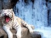 Белые тигры имеют свой уникальный окрас благодаря гену
