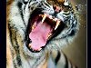 Животный мир :: Один день из жизни тигра фото 0