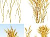 Опубликовал: vs148 | Теги: пшеница, колосья, колос, хлеб, поле, wheat