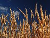 ... Чудесная сага - небо, колосья, золото полей. Автор фото - coolbasic