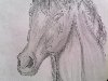 мои нарисованные кони - альбомы - Грушевская Лиза - конники - equestrian.ru