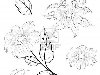 Цветы и листья георгин, черные контуры на белом фоне Фото со стока - ...