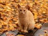 Рыжая кошка осень на аву