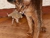 Абиссинская кошка с игрушкой, фото кошки фотография