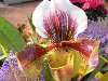 Самые дорогие и необычные цветы в мире
