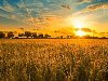 Широкоформатные обои Пшеничное поле, Пшеничное поле освещено светом солнца ...