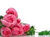 Букет из розовых роз лежит на белом зеркальном столе.