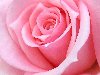 Отправить по почте розовую розу – символ начала отношений и зарождающихся ...