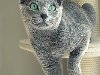 Котята русской голубой кошки