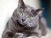 Русская голубая кошка – это порода домашних кошек.