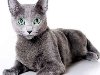 Русская голубая кошка – это вообще единственная порода кошек, ...