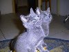 фото котята Русская голубая кошка