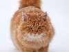 фотография большого разрешения, Рыжая кошка фото высокого качества