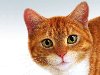 Воспалительные заболевания желудочно-кишечного тракта кошек, Рыжая кошка кот ...