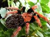 Самые большие пауки – птицееды. Фото: tarantulas.ru