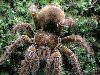 ... Theraphosa blondi - самый большой паук в мире