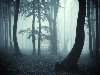 Дерево силуэты в таинственный темный лес с синим туманом Фото со стока - ...