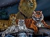 Обои картинки фото животные, хищники, лев, царь зверей, леопард, тигр на