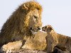 Первая встреча льва с детьми Лев - царь зверей, но кроме того он является ...