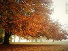 Домашняя страница » Пейзаж » Осень » Уж небо осенью дышало