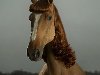 Гламурные лошади. Прикольные картинки | Автор: LeoWolf | 28 октября 2008