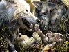 Волки | Прикольные картинки, видео и фото животных