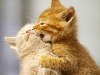рыжие кошки - Самое интересное в блогах