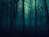 Широкоформатные обои Тёмный лес, Ночь в лесу. Скачать обои 1920x1080