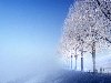 Зимние деревья Красивое фото зимних деревьев. Скачать обои бесплатно и без ...