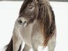 На якутских лошадях ездят верхом, от них получают мясо и молоко, ...