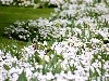 Белые цветы в саду - маргаритки Открывают сезон белых цветов, конечно же, ...
