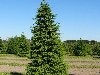 Ель - древнейшее дерево в русском лесу Ель относится к семейству сосновых, ...