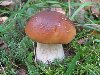 МБДОУ ДЕТСКИЙ САД № 452: Осторожно: ядовитые растения и грибы!